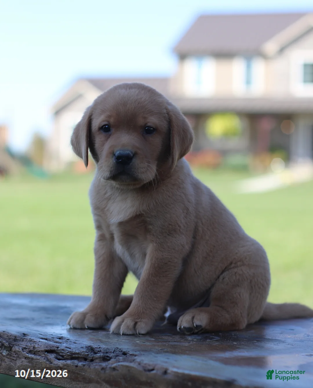 Labrador Retriever dogs for sale: Flint - Ad 4