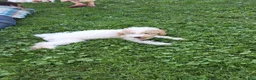 Miniature Poodle dogs for sale: Tanner  - Ad 3