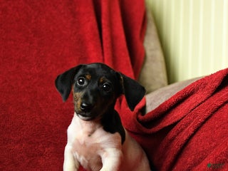 Mixed Breed dogs - Ad 31