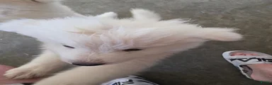 Samoyed 6