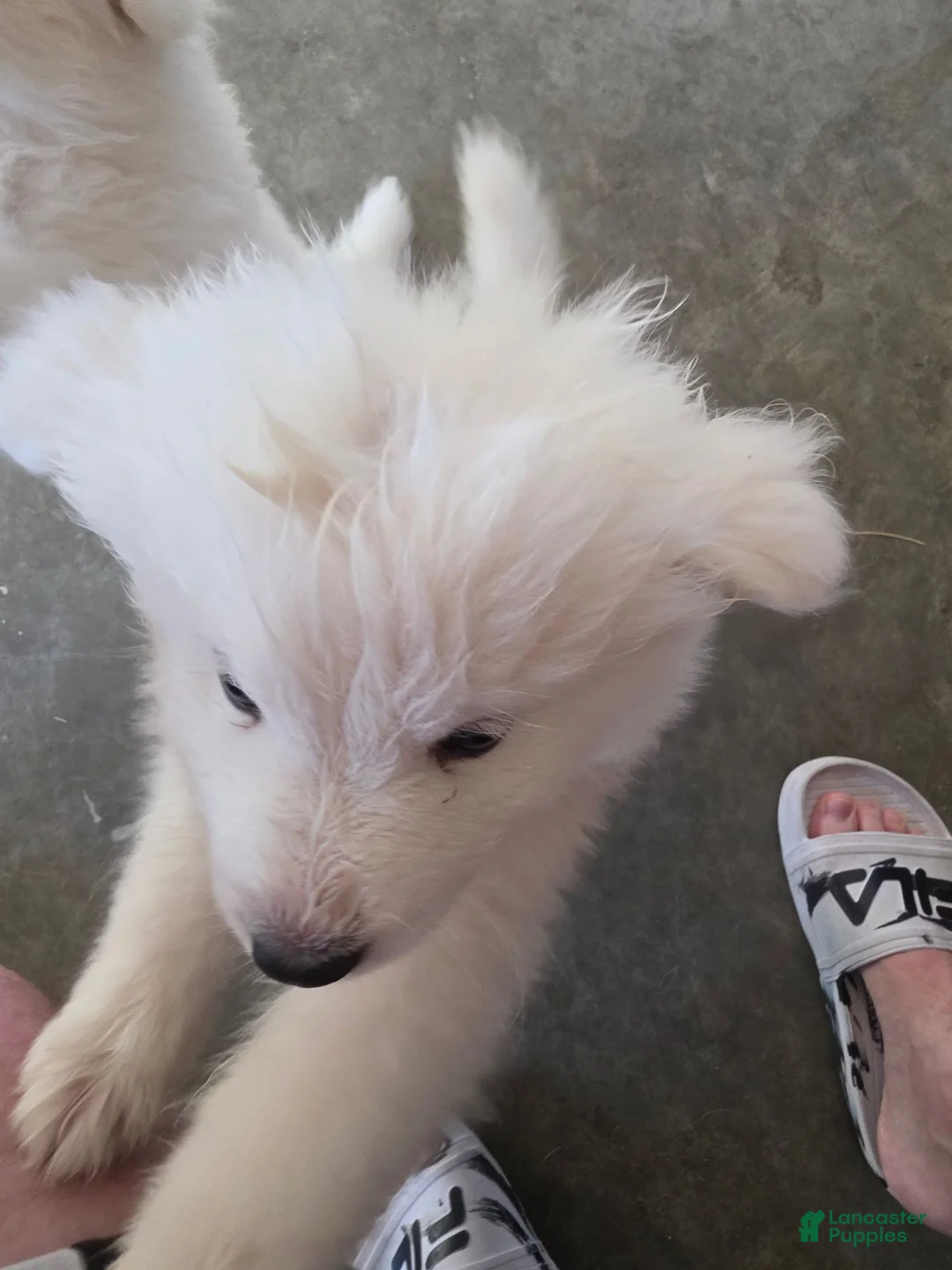 Samoyed dogs for sale: Samoyed 6 - Ad 1