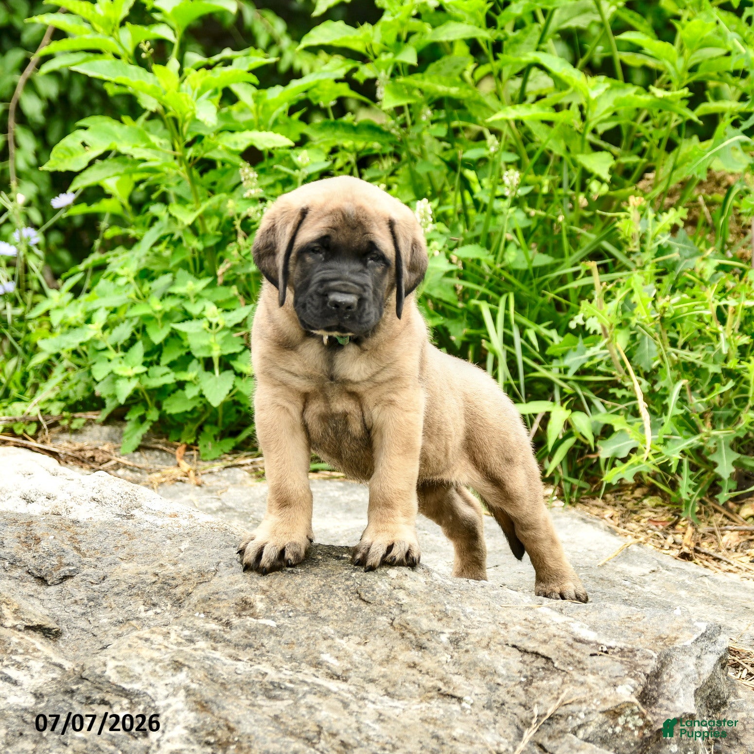English Mastiff dogs Lily - Ad 1