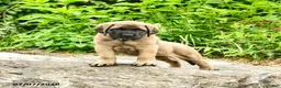 English Mastiff dogs for sale: Lily - Ad 1