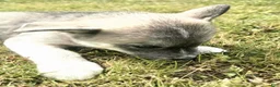 Mixed Breed dogs for sale: Bashful - Ad 4