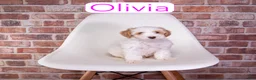 Mini Goldendoodle dogs for sale: Mini Goldendoodle 3 - Ad 2