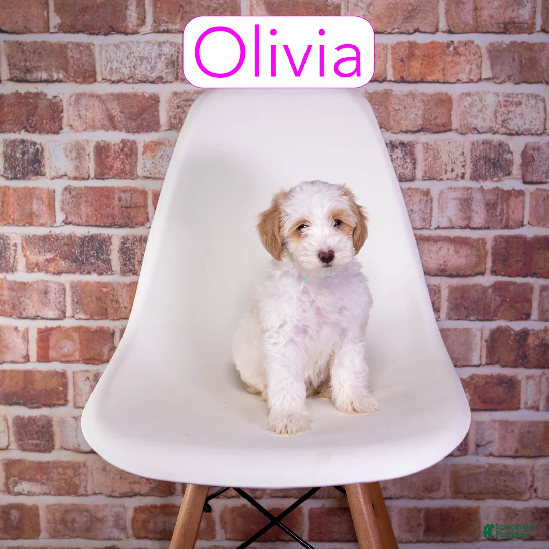 Mini Goldendoodle dogs for sale: Mini Goldendoodle 3 - Ad 2