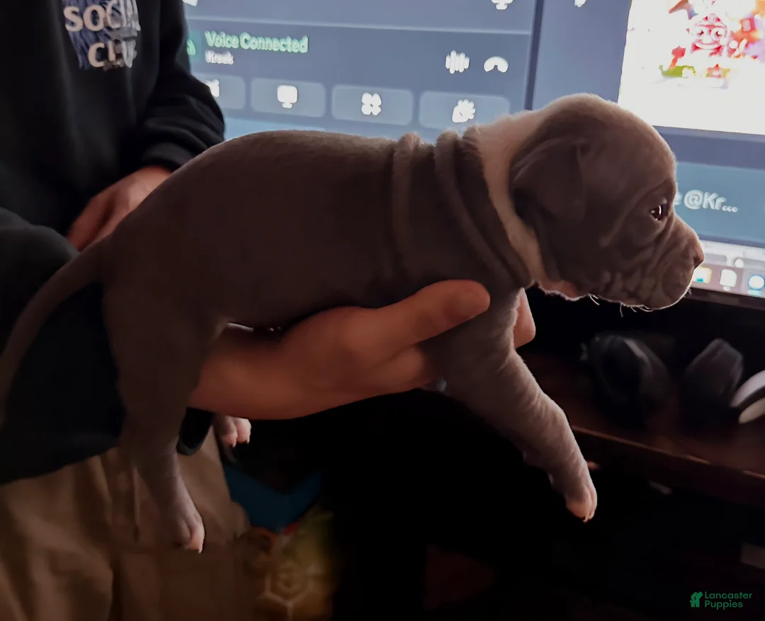 American Bully dogs for sale: JAY Z - Ad 6