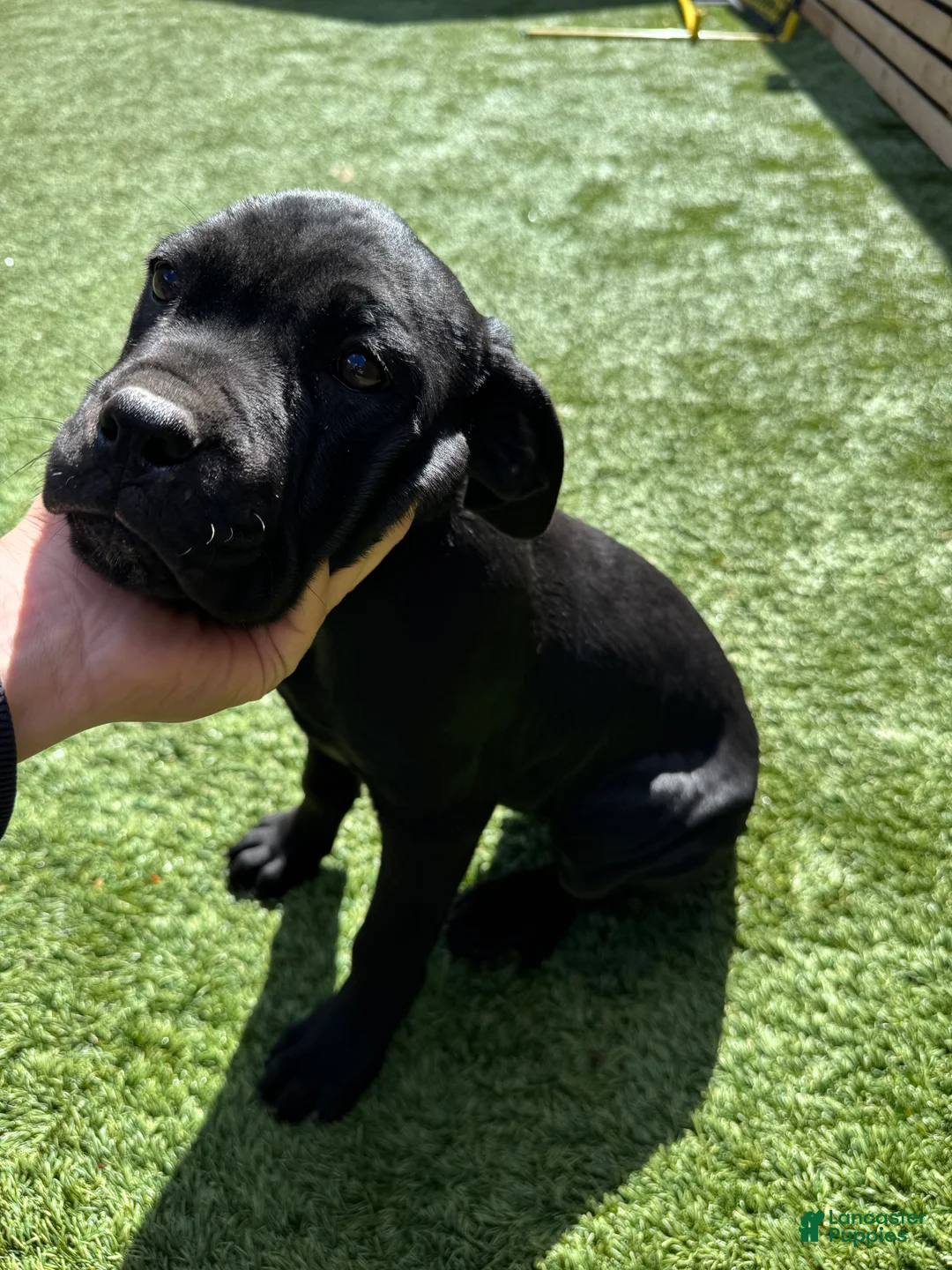 Cane Corso dogs for sale: Cane Corso Puppy 4 - Ad 1