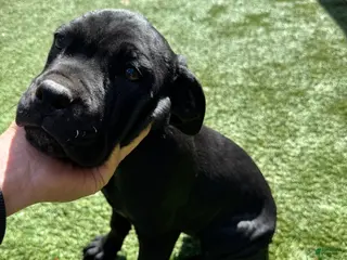 Cane Corso dogs Cane Corso Puppy 4 - Ad 3