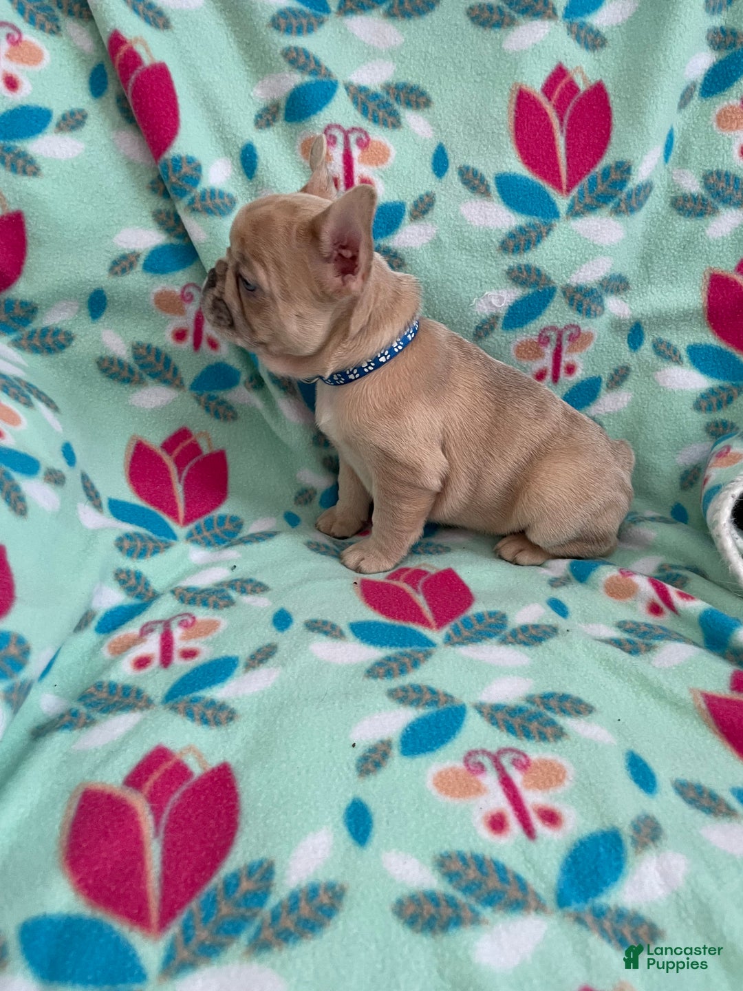 French Bulldog dogs for sale:  Puppy 1 - Ad 3