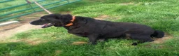Labrador Retriever dogs for sale: Remy  - Ad 10