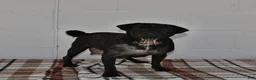 Pug dogs for sale: Winston - Ad 4