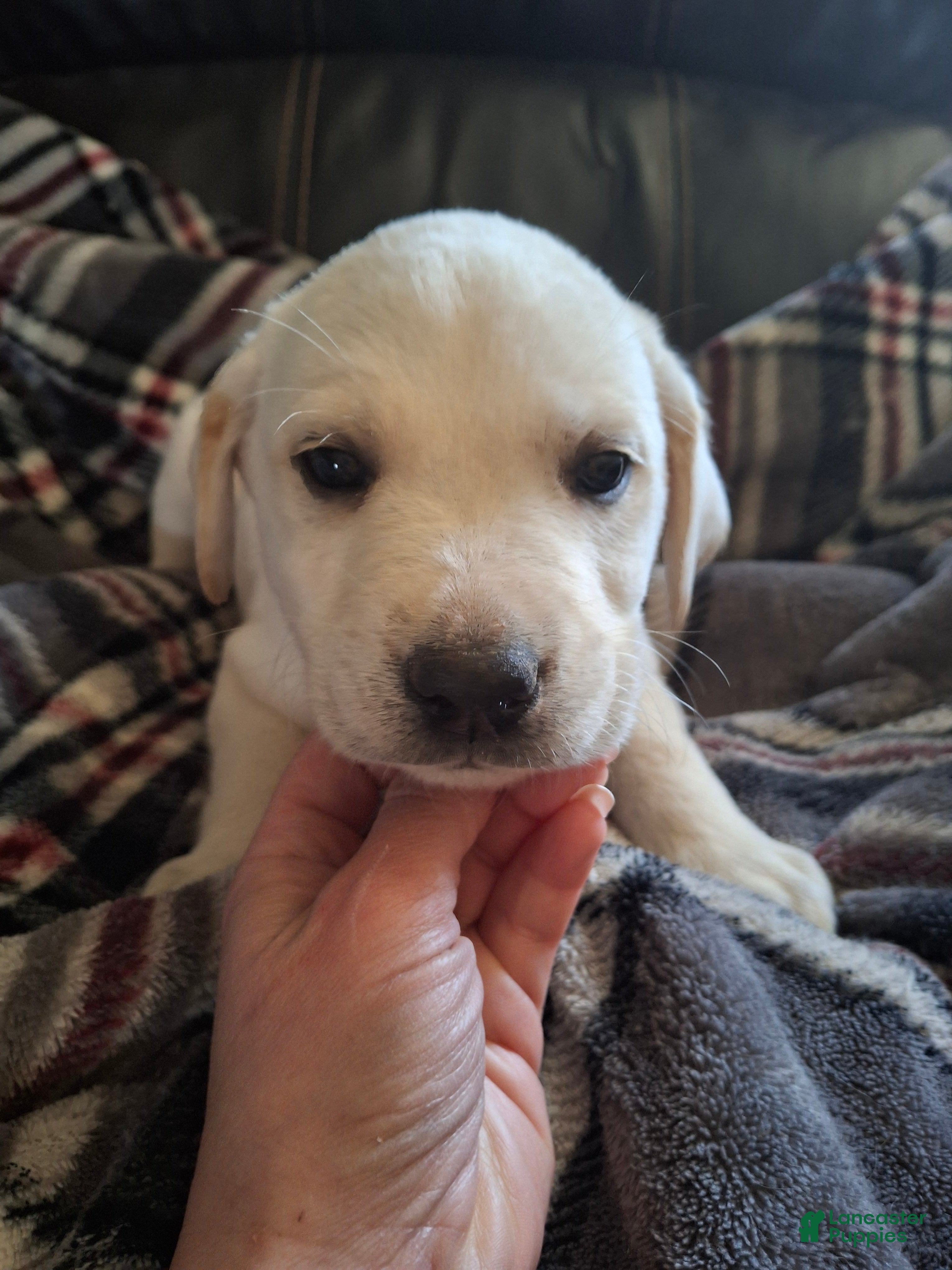 Labrador Retriever dogs Labrador Retriever Puppy 1 - Ad 17