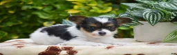 Papillon dogs for sale: Flora - Ad 3