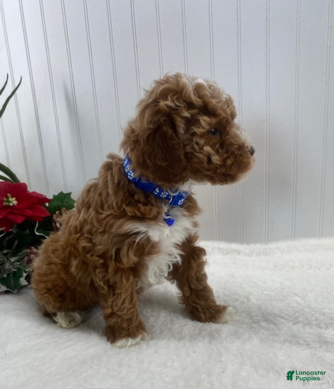 Toy Poodle dogs for sale: Captain  - Ad 4