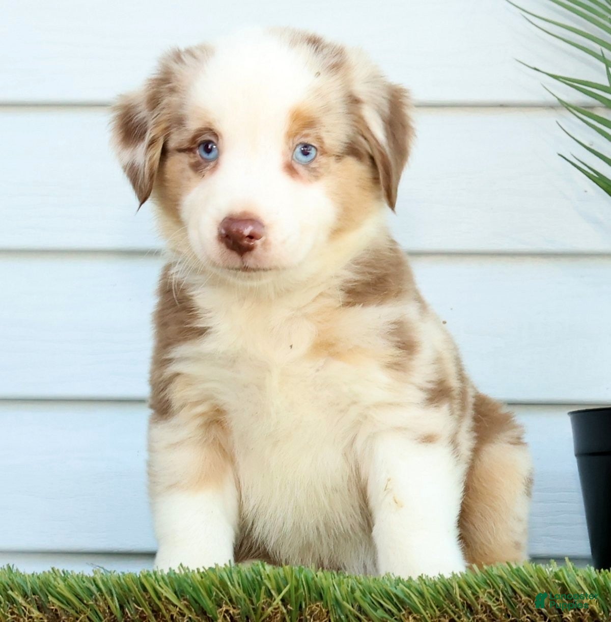Miniature Australian Shepherd dogs Turbo - Ad 2