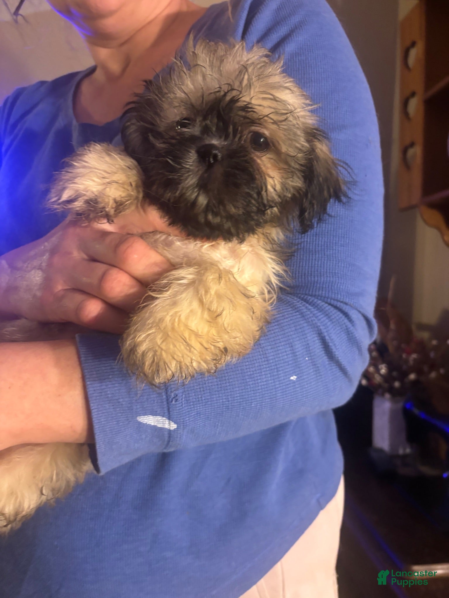 Shih Tzu dogs for sale: Shih Tzu 2 - Ad 1