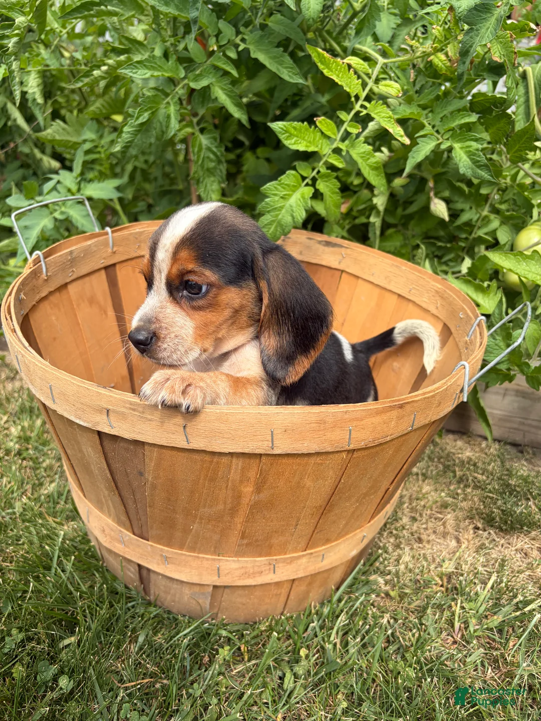 Beagle dogs for sale: Female purple collar summer 2026 - Ad 2