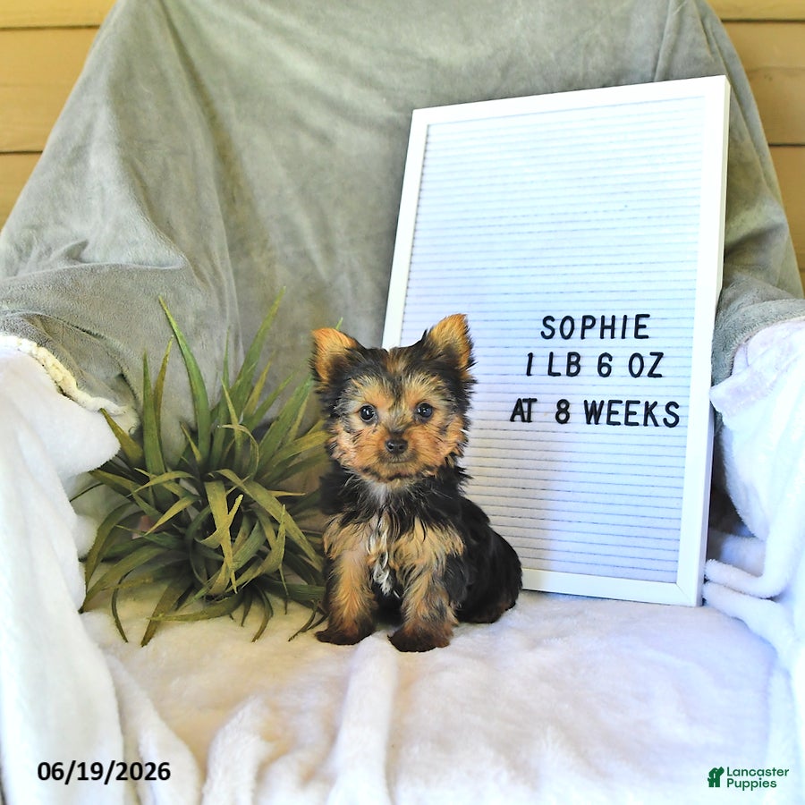 Yorkshire Terrier dogs Sophie   EXTRA SMALL - Ad 1