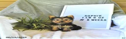Yorkshire Terrier dogs for sale: Sophie   EXTRA SMALL - Ad 1
