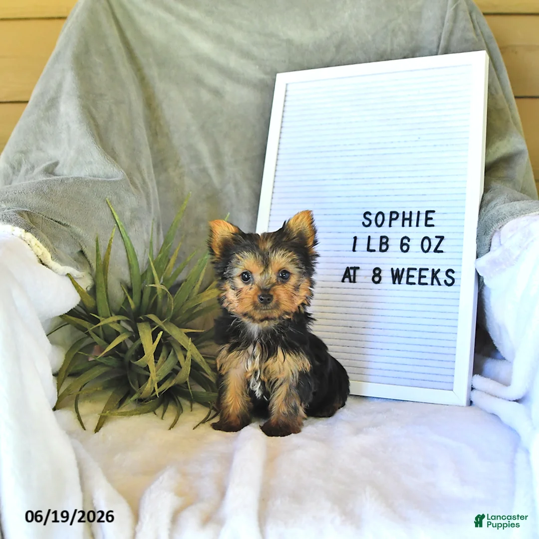 Yorkshire Terrier dogs for sale: Sophie   EXTRA SMALL - Ad 1