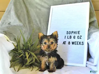 Yorkshire Terrier dogs for sale: Sophie EXTRA SMALL - Ad 2