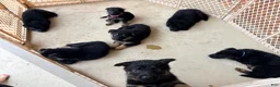 German Shepherd dogs for sale: German Shepherd Puppy 1 - Ad 18