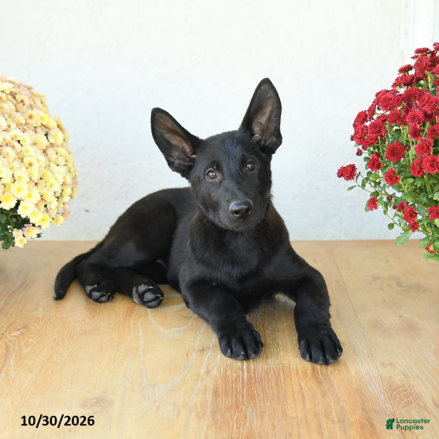 German Shepherd dogs for sale: Benton - Ad 2
