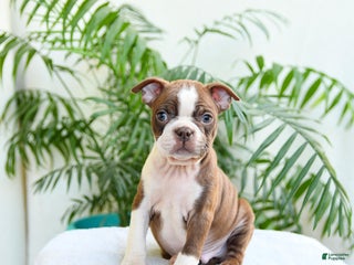 Boston Terrier dogs - Ad 41