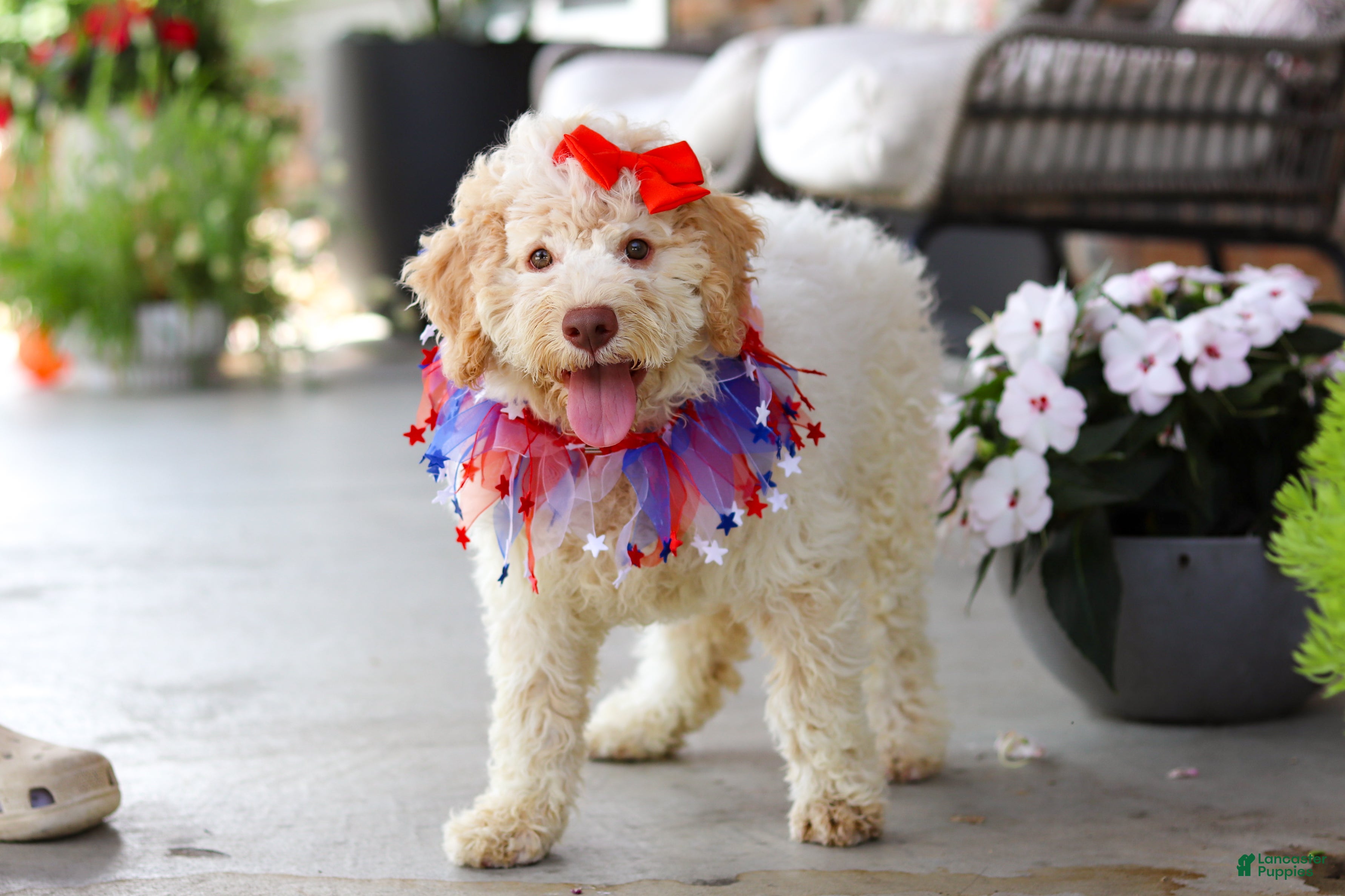 Lagotto Romagnolo dogs Kaylee - Ad 2