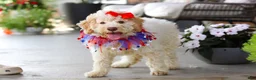 Lagotto Romagnolo dogs for sale: Kaylee - Ad 2