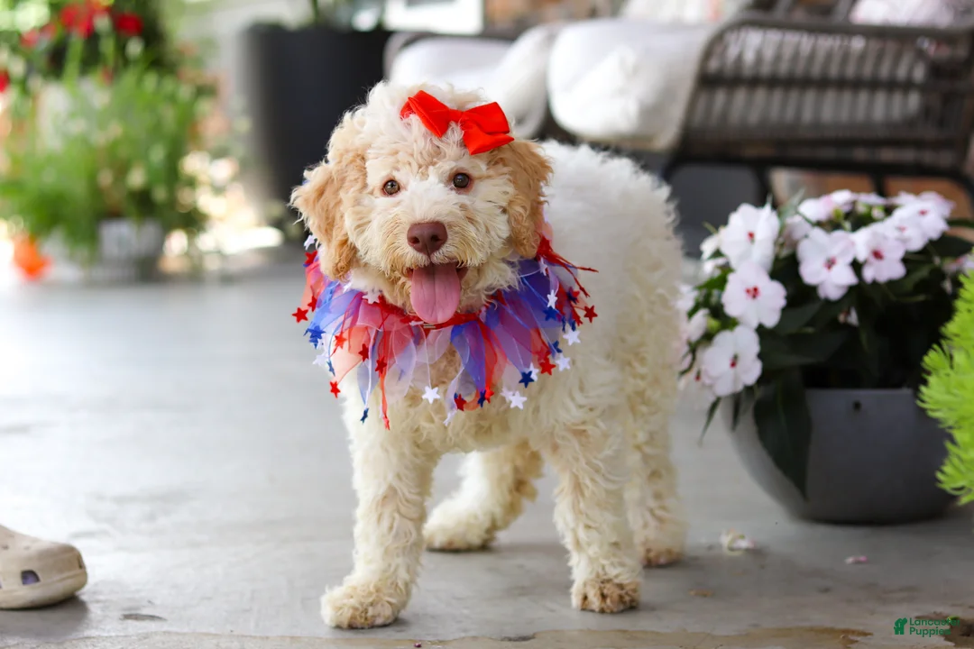 Lagotto Romagnolo dogs for sale: Kaylee - Ad 2