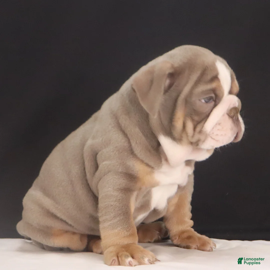 English Bulldog dogs for sale: Tank - Ad 10