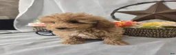 Miniature Poodle dogs for sale: Cindy - Ad 2