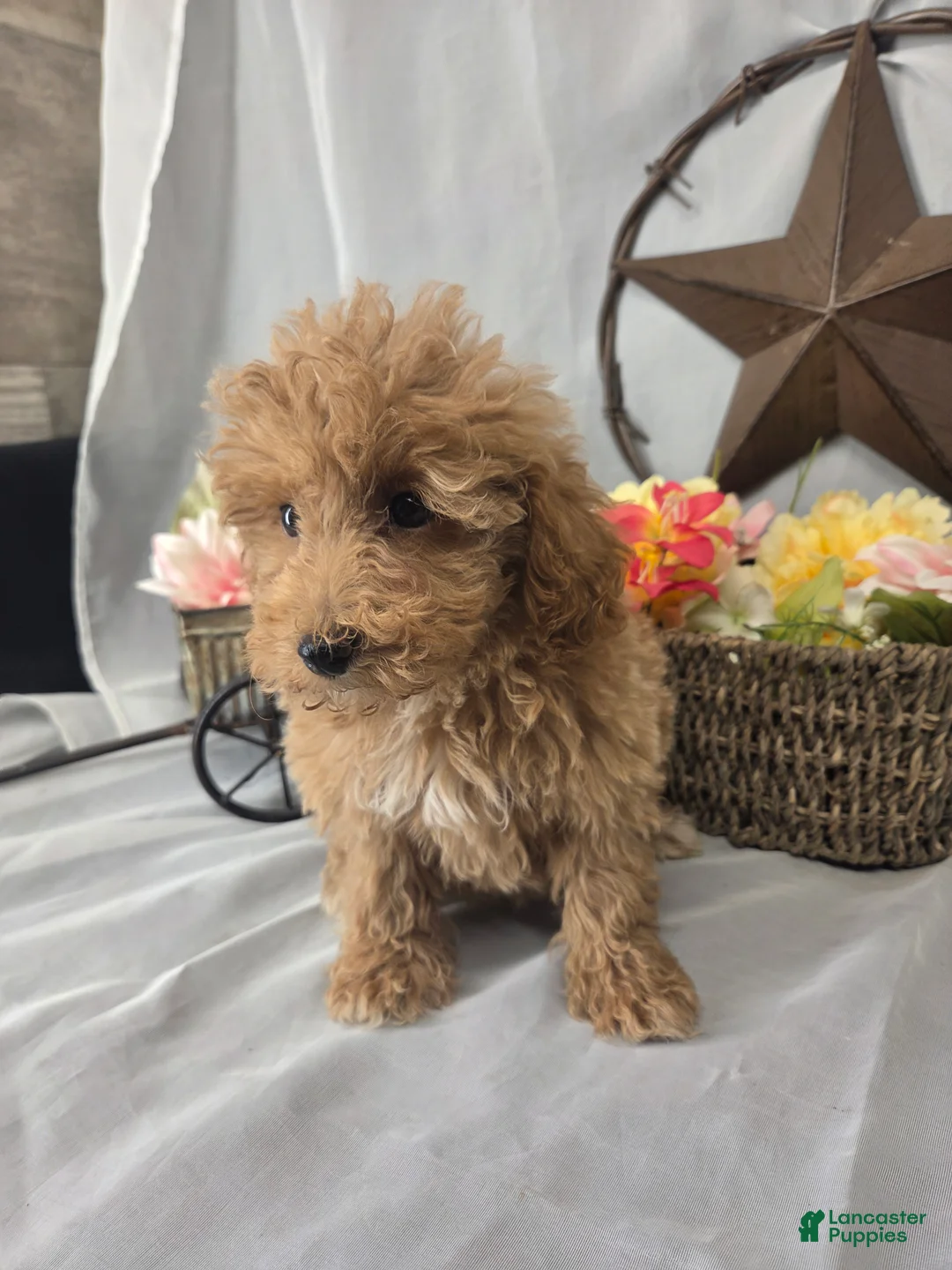 Miniature Poodle dogs for sale: Cindy - Ad 2