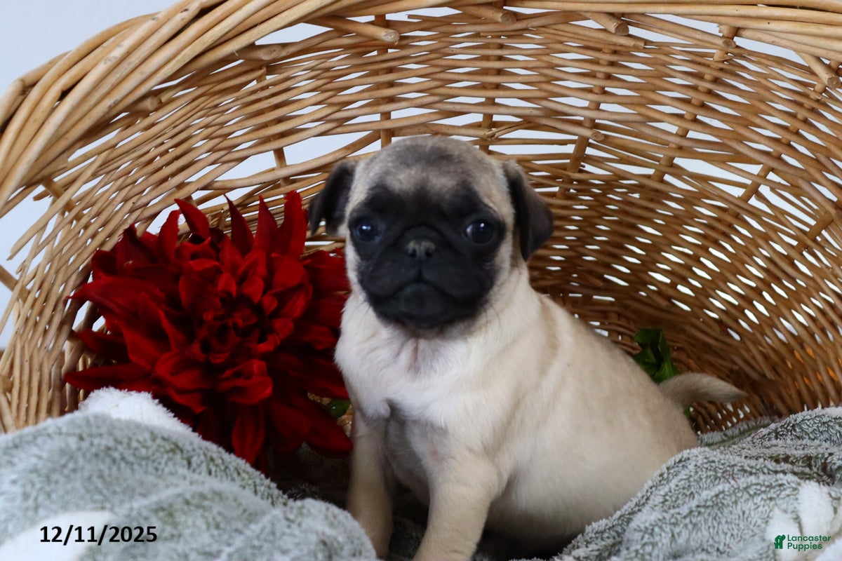 Pug dogs Jolly - Ad 15