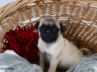 Pug dogs Jolly - Ad 2