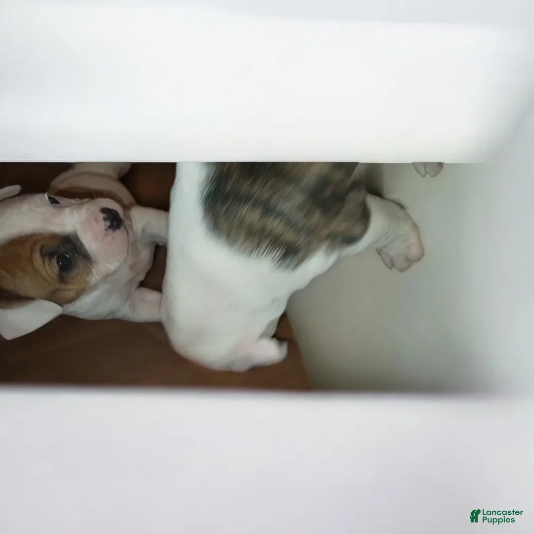 American Staffordshire Terrier dogs for sale: American Staffordshire Terrier Puppy 6 - Ad 14