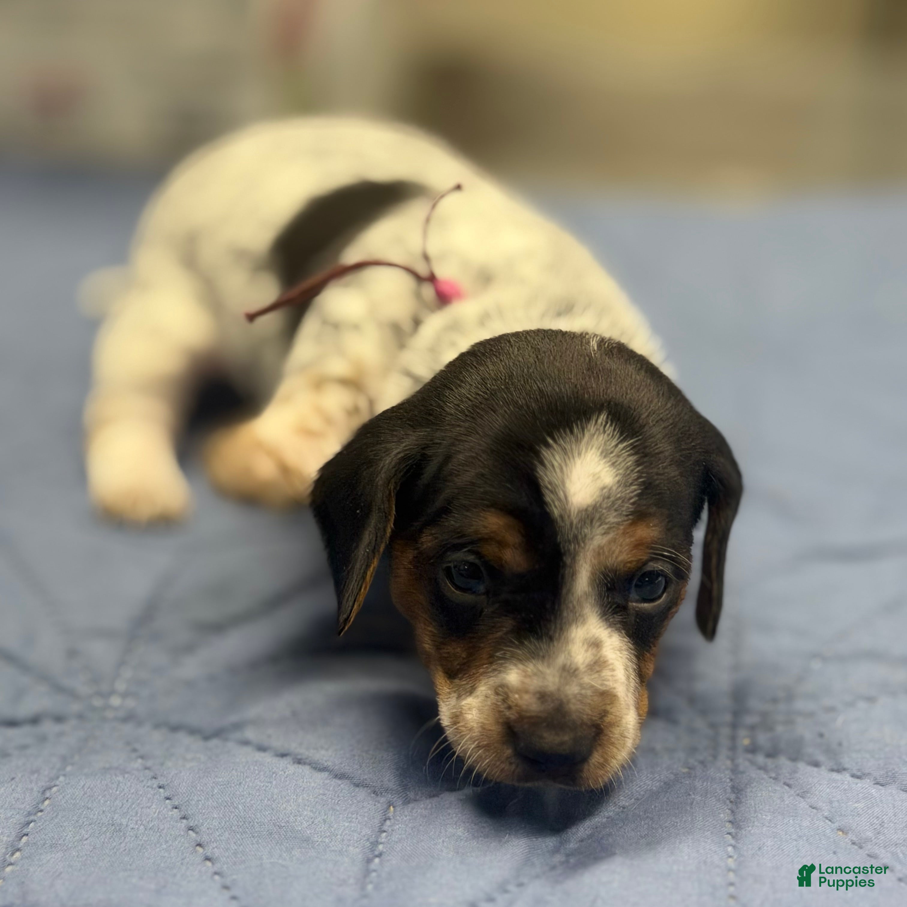 Miniature Dachshund dogs Paisley - Ad 1