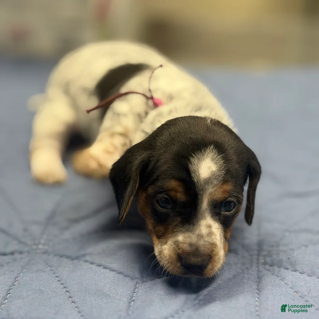 Miniature Dachshund dogs for sale: Paisley - Ad 1