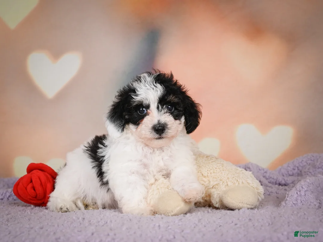 Maltipoo dogs for sale: Benji - Ad 12