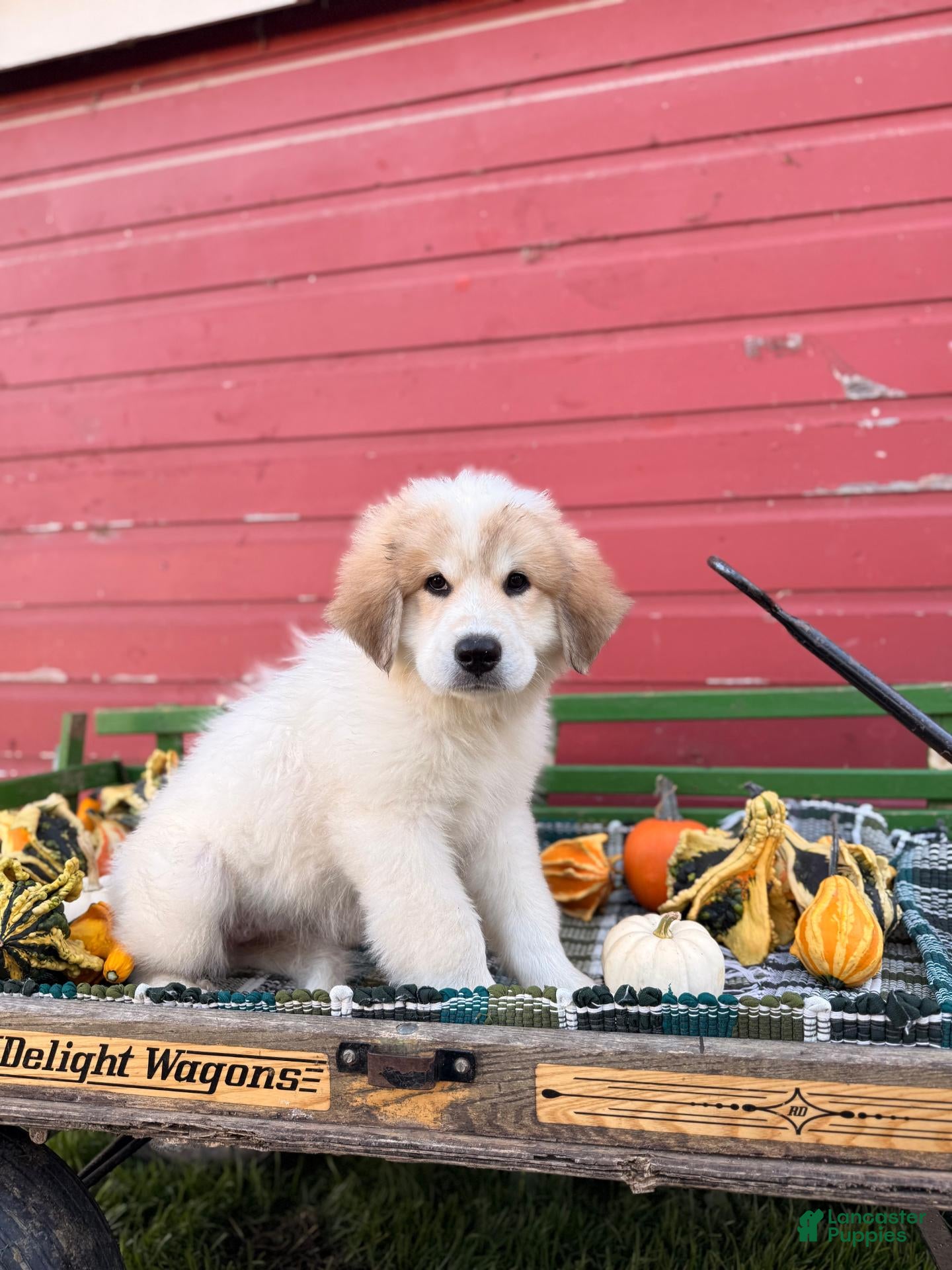 Great Pyrenees dogs for sale: Rhonda - Ad 1