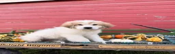 Great Pyrenees dogs for sale: Rhonda - Ad 1
