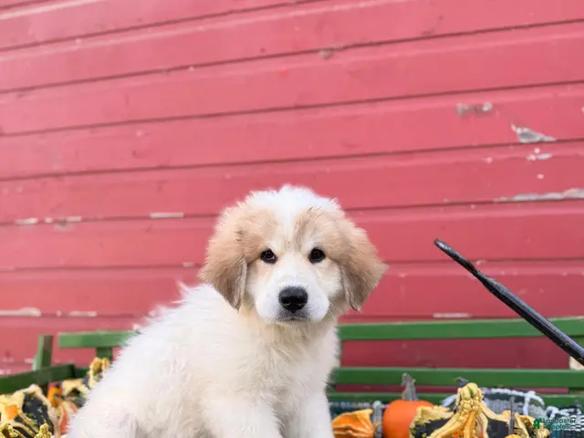 Great Pyrenees dogs for sale: Rhonda - Ad 1