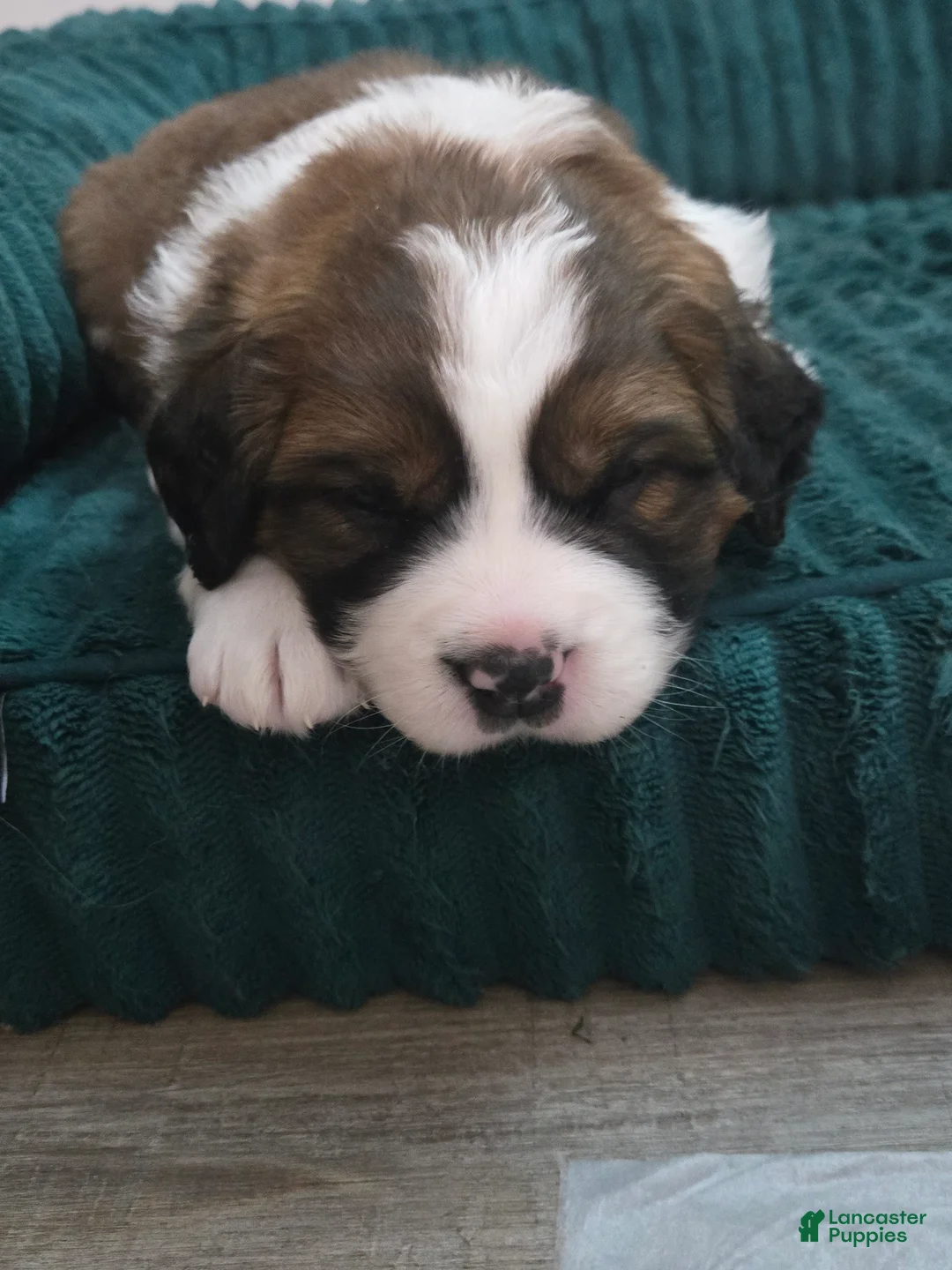 Mixed Breed dogs for sale: Buttercup  - Ad 19