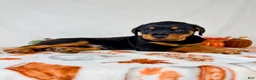 Rottweiler dogs for sale: AKC Duke - Ad 2