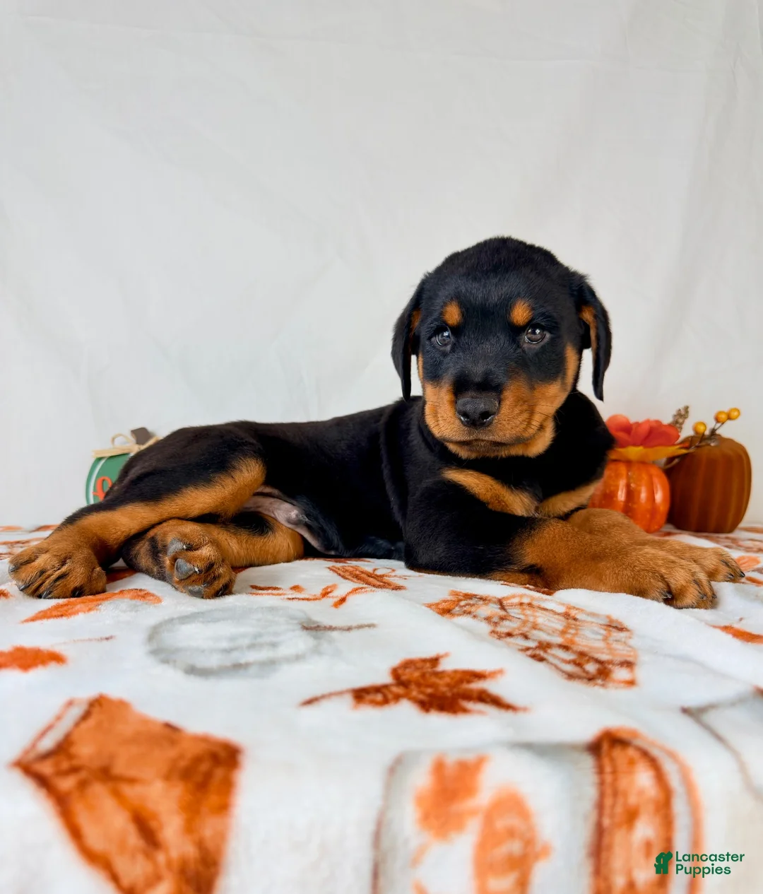 Rottweiler dogs for sale: AKC Duke - Ad 2