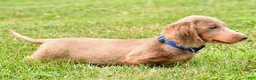 Miniature Dachshund dogs for sale: Bentley - Ad 9