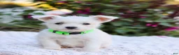 Mixed Breed dogs for sale: Cutie - Ad 7