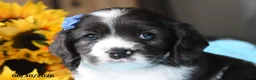Cocker Spaniel dogs for sale: Princess - Ad 3